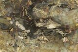 Jurassic Petrified Wood Slab - Henry Mountain, Utah #244654-1